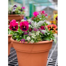 Pansy Garden Container 10"